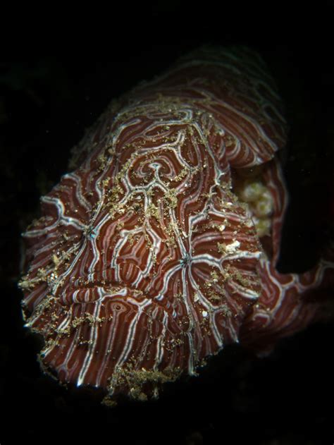 Psychedelic Frogfish with eggs | Smithsonian Photo Contest | Smithsonian Magazine