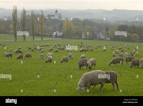 Herd Of Sheeps Stock Photo Alamy