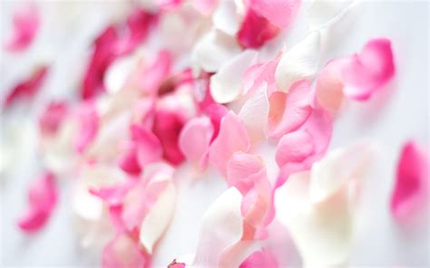 Wallpaper Petals Blossom Pink Bright Flower Petal Land Plant