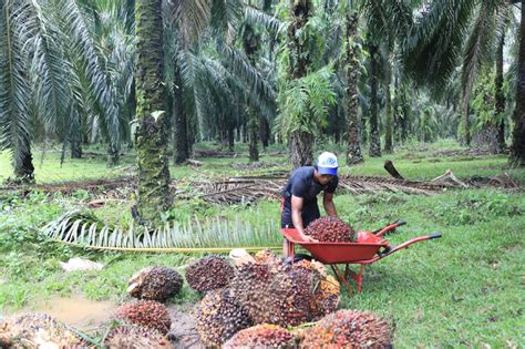 Palm Oil History What Is Palm Oil Palm Oil Facts