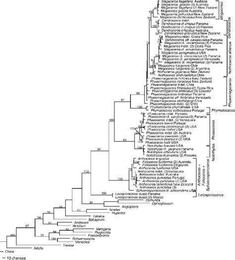 One Of 1618 Equally Most Parsimonious Trees Based On Maximum Parsimony