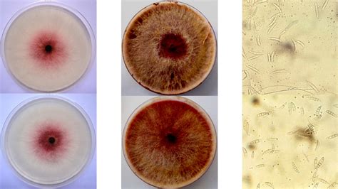 Morphological And Cultural Characterization Of Two Fusarium Isolates