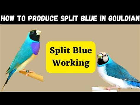 How To Produce Split Blue In Gouldian Finch Vd Youtube