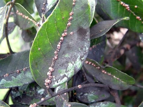 Gardenia Leaves Turning Black Learn Whats Causing It And How To Fix It