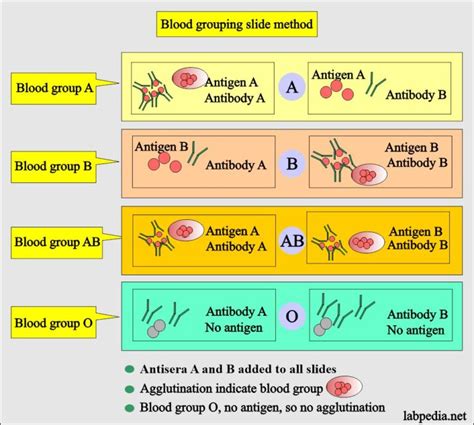 Blood Banking Part 1 Blood Groups Abo And Rh System Blood Grouping