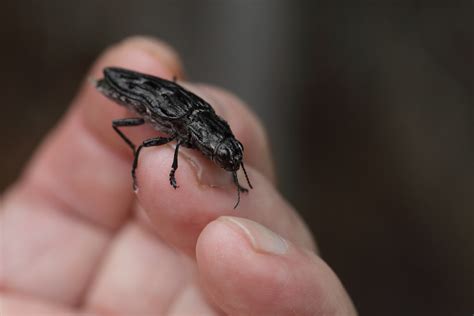 Chalcophora Angulicollis Western Sculptured Pine Borer G Flickr