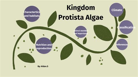 Kingdom Protista Algae by Aidan Salagala