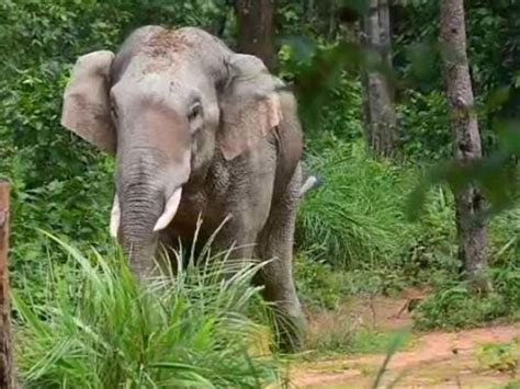 Tusk Elephant Entered The Village Were Chased Into The Forest With