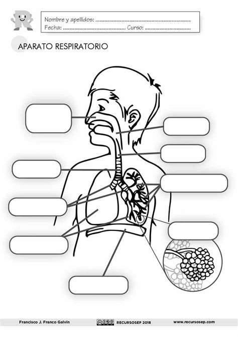 EL APARATO RESPIRATORIO láminas para el aula y fichas para el alumno