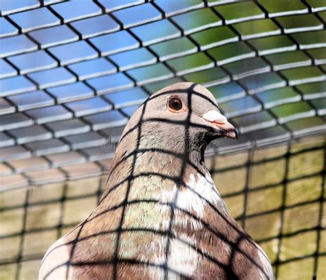 Pigeon In Cage Stock Photo Image Of Pidgeon Flying 19807894