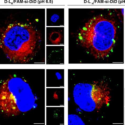 Cell Uptake And Intracellular Trafficking Of Liposomal FAM SiRNA A