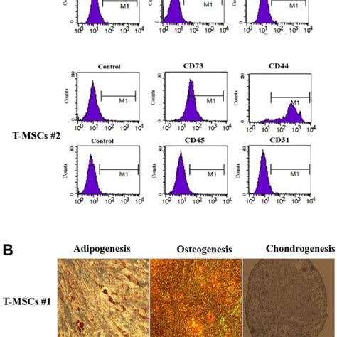 Characterization Of Human Tonsil Mesenchymal Stem Cells T Mscs