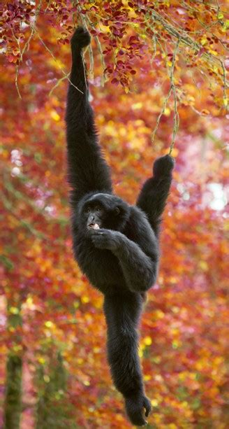 Siamang Symphalangus Syndactylus About Animals