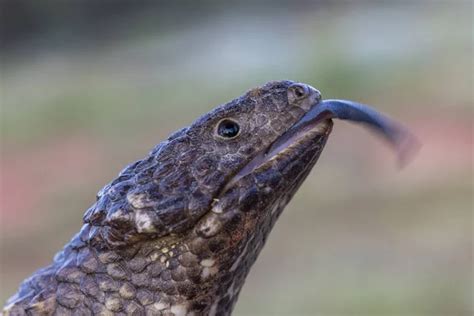 Lizard Lips Stock Photos Royalty Free Lizard Lips Images Depositphotos