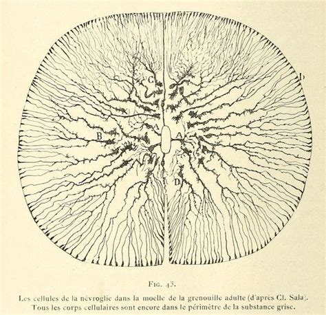 Early Illustrations Of The Nervous System By Camillo Golgi And Santiago