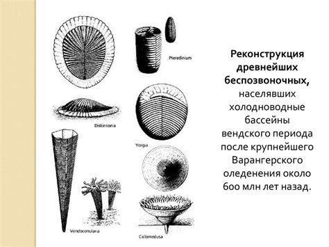 Вендские жители Земли - презентация онлайн