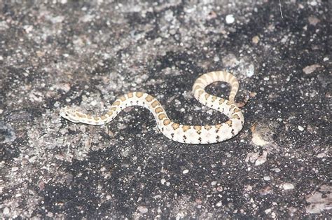 Lower California Rattlesnake from San Quintín B C Mexico on June 15