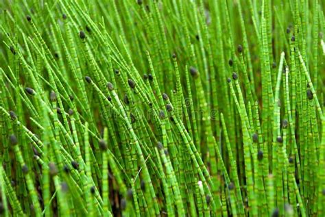 Closeup On Green Grass Sticks In Wetlands Stock Photo Image Of