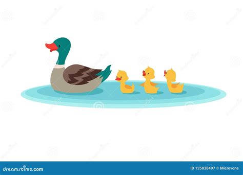 Pato Da Mãe E Patos Pequenos Na água Patinhos Que Nadam Na Fileira