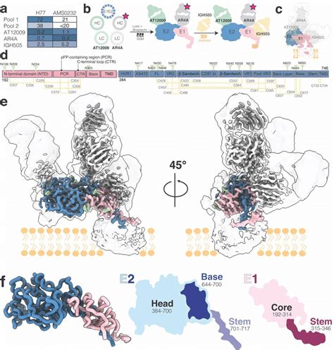 Cryoem Structure Of Hcv Envelope Glycoprotein E1e2 Heterodimer In Download Scientific Diagram