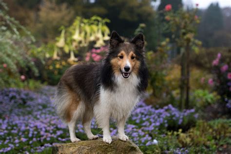 Fotos Gratis Perro Collie Flores Vertebrado Raza Canina Perra