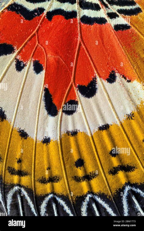 Butterfly Wings Close Up