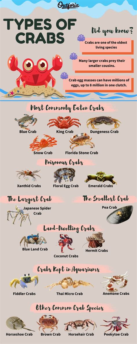 Cute Hermit Crab Names