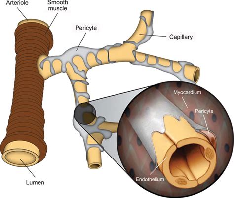 Vascular Toxicities Of Cancer Therapies Circulation