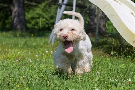 Casa Lagotto Chiot Lagotto Romagnolo Disponible