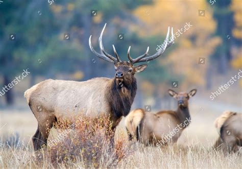 Bull Elk During Their Annual Mating Editorial Stock Photo - Stock Image | Shutterstock