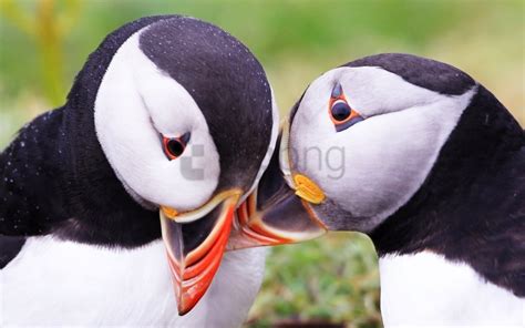 Free download | HD PNG atlantic puffin beak bird couple puffin ...