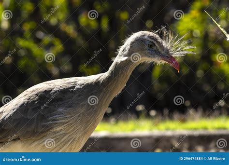 Close Up Red Legged Seriema Or Crested Cariama Cariama Cristata Stock