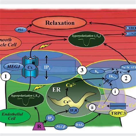 (PDF) Transient receptor potential canonical type 3 channels facilitate endothelium-derived ...