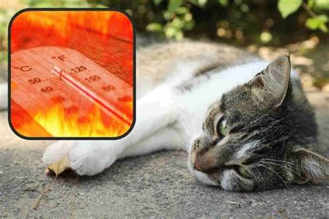 Anche Il Tuo Gatto Soffre Il Caldo Estivo Ecco Dei Trucchi Facili E