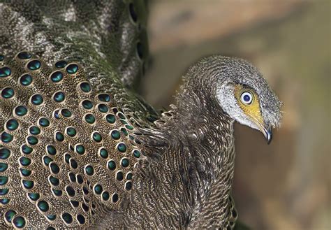 Grey Peacock Pheasant Polyplectron Bicalcaratum Flickr Photo Sharing