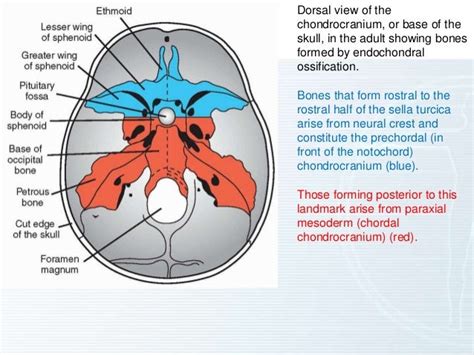 Skull Development