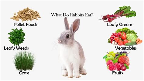 Foods Fruits And Vegetables For Rabbits Farmpally