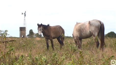 Inicia Conteo Del Ganado Equino En La Isla De La Juventud Islavision