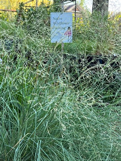 Eragrostis Elliottii Field Elliott’s Lovegrass Native Plants