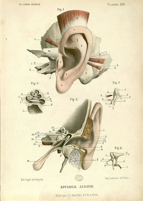 Public Domain Vintage Ear Anatomy Print Free Vintage Illustrations Medical Illustration