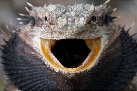 Why Do Bearded Dragons Open Their Mouths