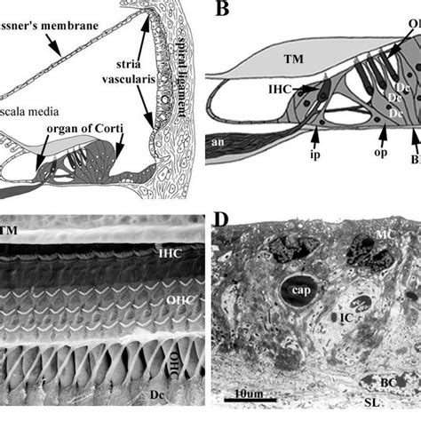 General Features Of Hair Cell Containing Sensory Epithelia A Diagram Download Scientific