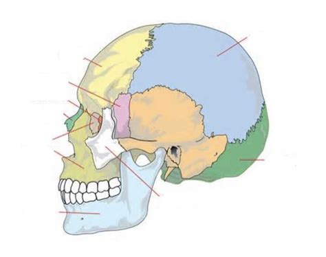 BIOL 1101 LAB PRACTICAL Skull Bones Diagram Quizlet