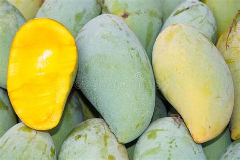 Mangifera Indica Commonly Known As Mango Stock Image Image Of Mango