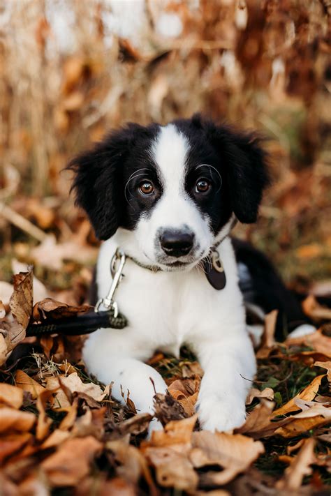 Puppy Love: Rio the Border Collie Mix | West Lafayette, IN - Daily Dog Tag