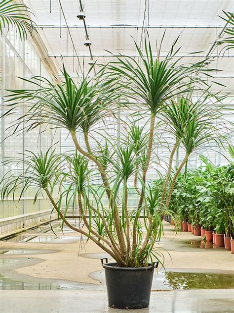 Easy Care Dragon Tree Dracaena Draco Compact Tall Indoor House Plants