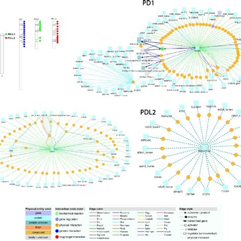 A Molecular Structure Of PD1 And Conserved Domain Analysis Of PD1