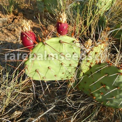 Opuntia Phaeacantha Mojave Prickly Pear Buy Seeds At