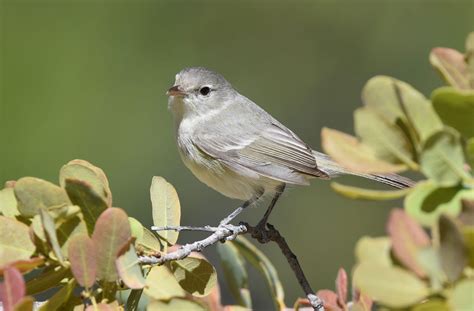 Bells Vireo Audubon Field Guide