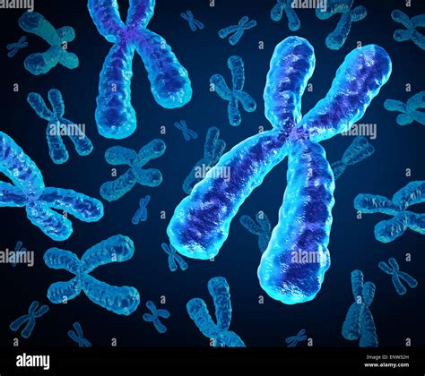 Chromosomen